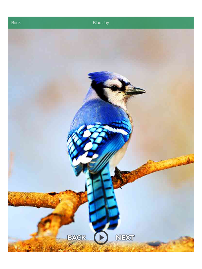 Animals and Birds Funny Sound