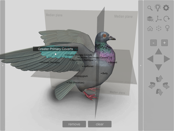 3D Bird Anatomy