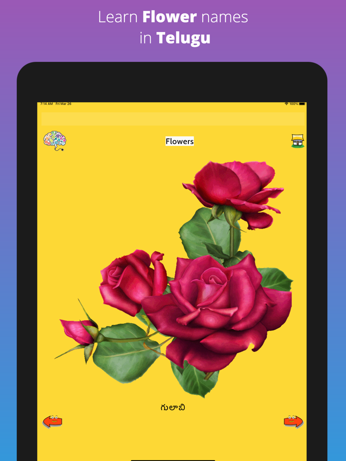 Learn Telugu Flash Cards