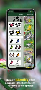 All Birds PR -> Antigua screenshot #2 for iPhone