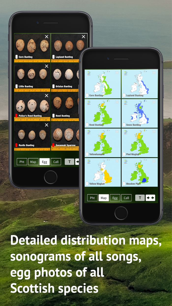 All Birds Scotland Photo Guide