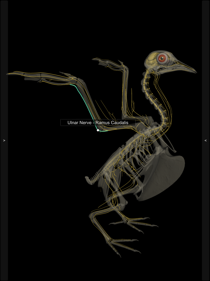 3D Bird Anatomy