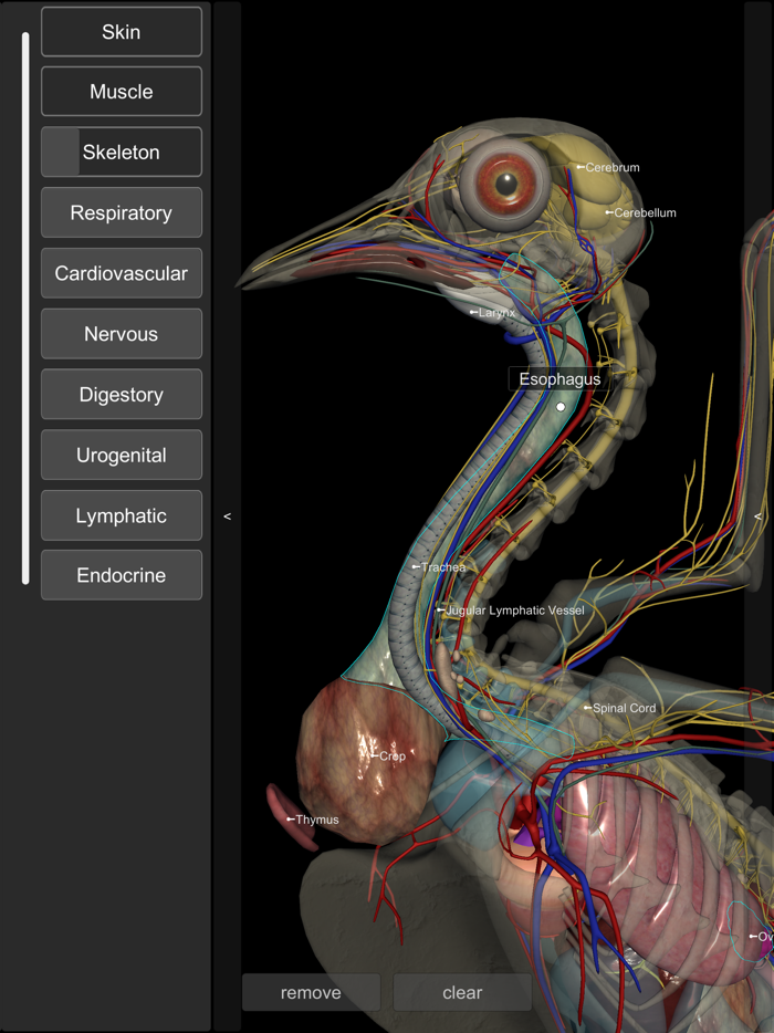 3D Bird Anatomy