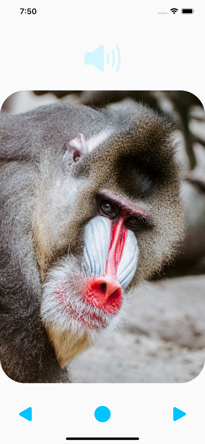 Animal Sounds Player