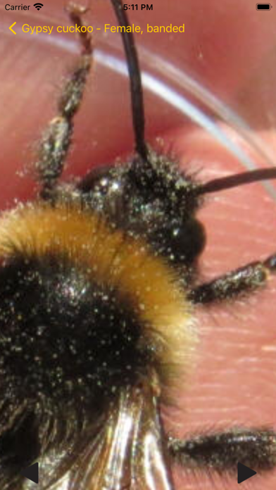 BeeID Screenshot