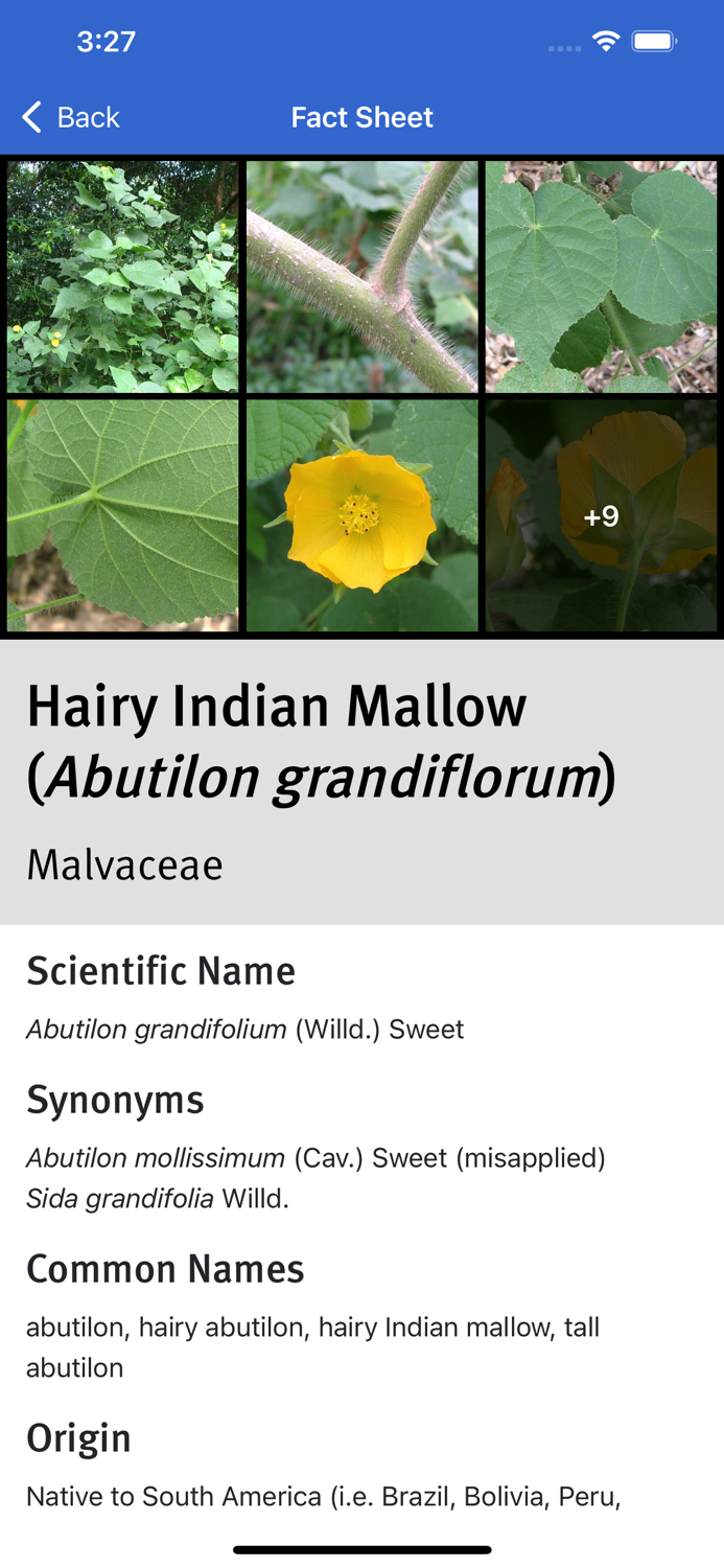 Weeds of South East QLD