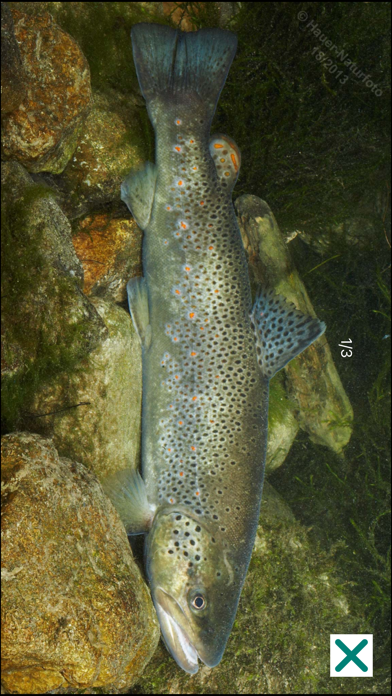 Fische OÖ - Schonbestimmungen Screenshot