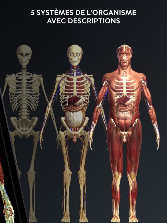 Screenshot #5 pour Corps Humain: Atlas Anatomie