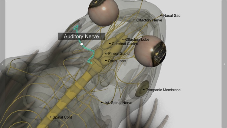 3D Frog Anatomy screenshot-7