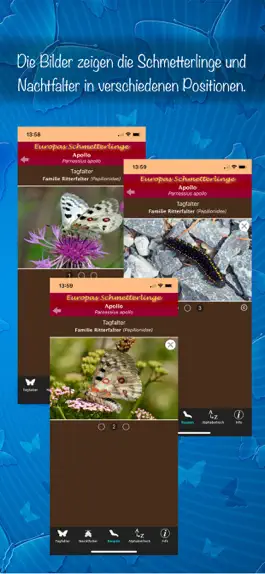 Game screenshot Europas Schmetterlinge hack