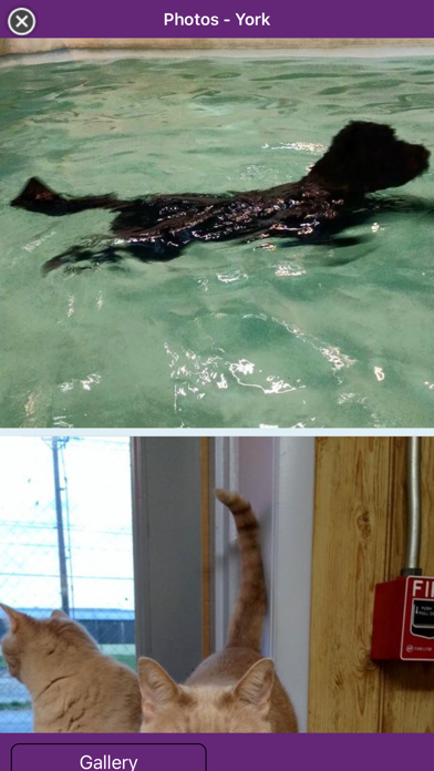 Morgan's Paws Pet Care Center Screenshot