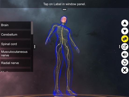 Screenshot #5 pour Human Nervous system