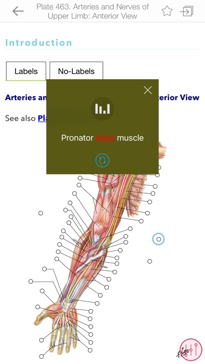 Netters Atlas of Human Anatomy screenshot-3