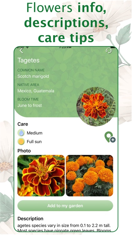 FloresID - Flowers Identifier