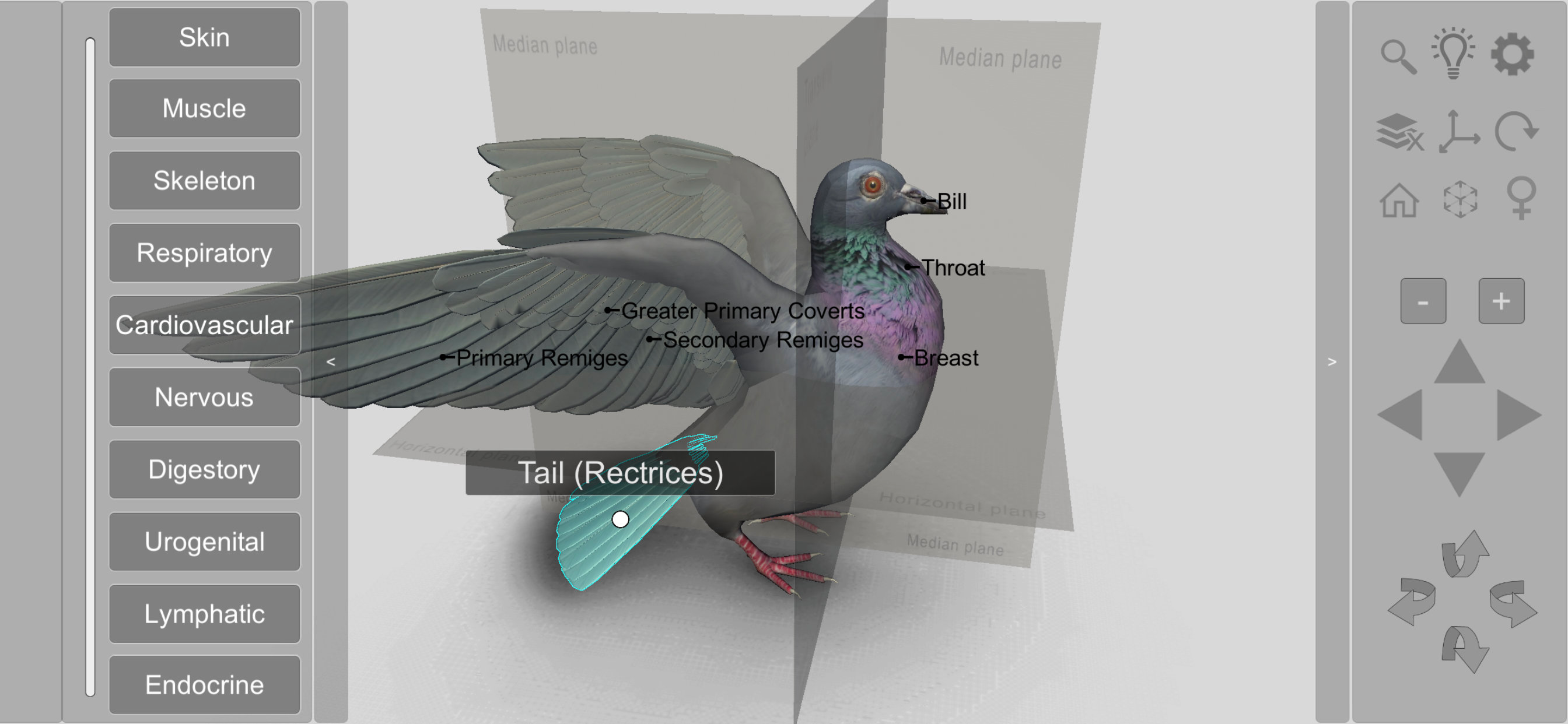 3D Bird Anatomy