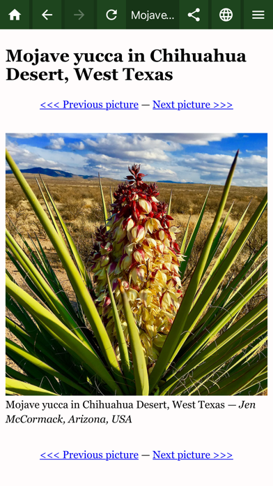 Golden Yacca vegan supplements Screenshot