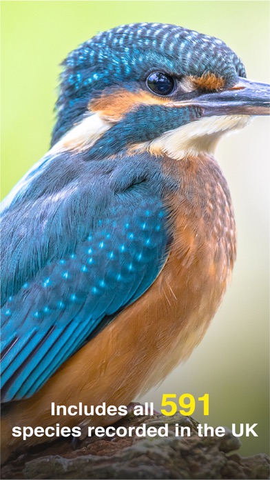 Screenshot #2 pour All Birds UK - the Photo Guide