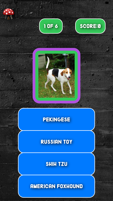 Screenshot #3 pour A Dogs Breed Quiz