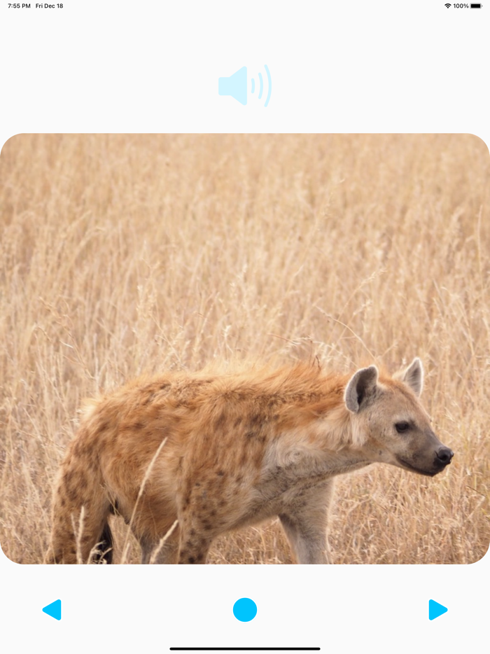 Animal Sounds Player