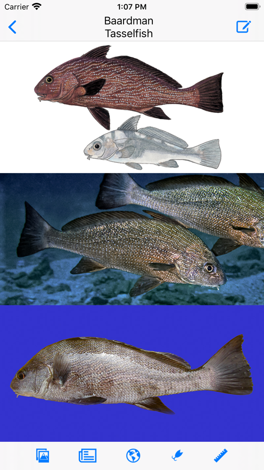 #1. Marine Fish Guide (iOS) 由: mydigitalearth.com