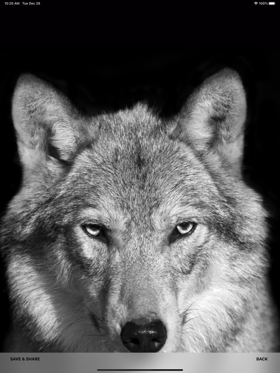 Screenshot #5 pour Fond de loup HD