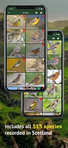 Game screenshot All Birds Scotland Photo Guide hack
