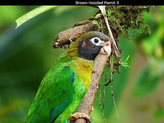 Costa Rica Birdsのおすすめ画像2