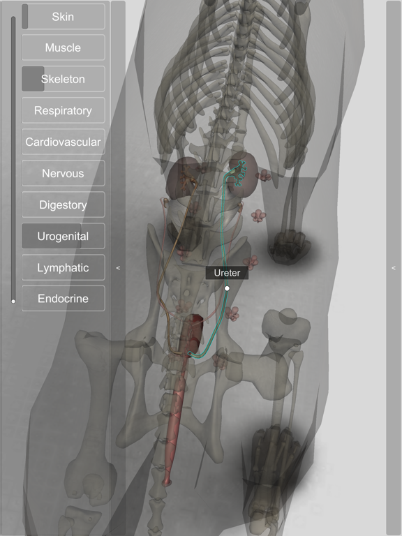 3D Canine Anatomyのおすすめ画像6