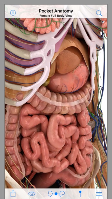 Pocket Anatomy Screenshot