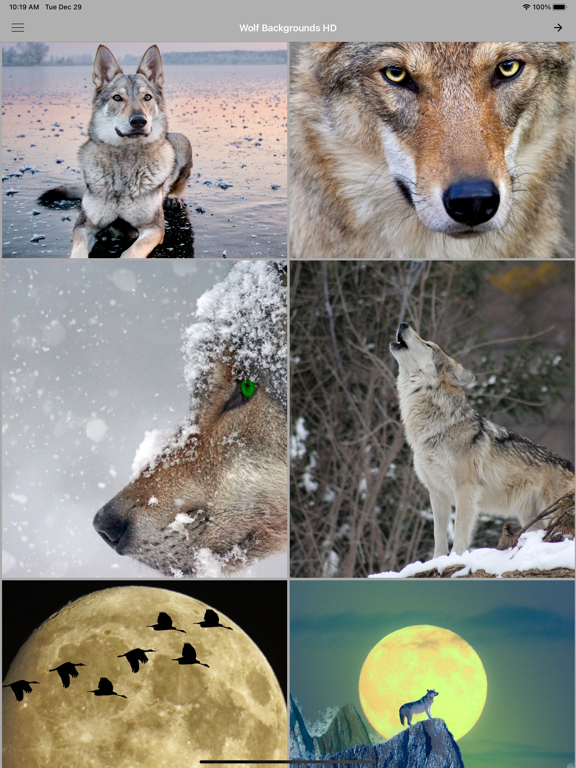 Screenshot #6 pour Fond de loup HD