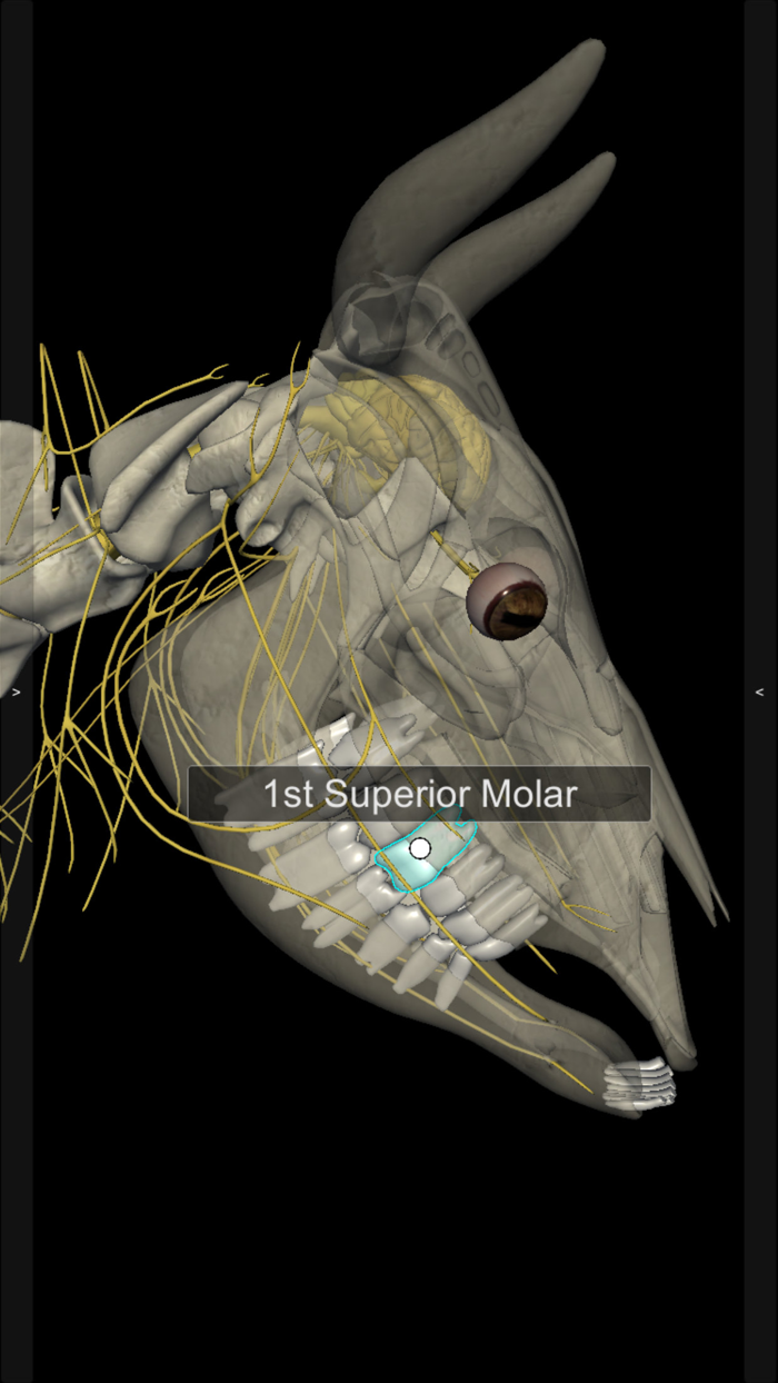 3D Bovine Anatomy