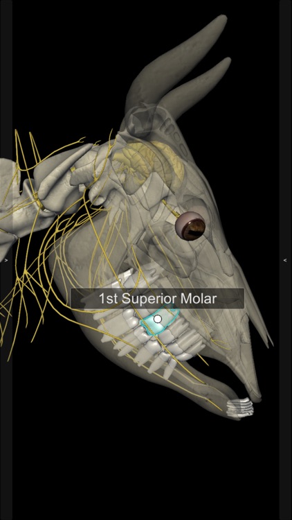 3D Bovine Anatomy screenshot-5