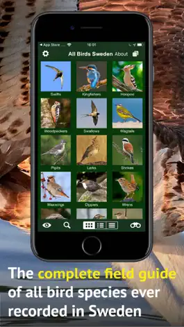 Game screenshot All Birds Sweden - Photo Guide apk