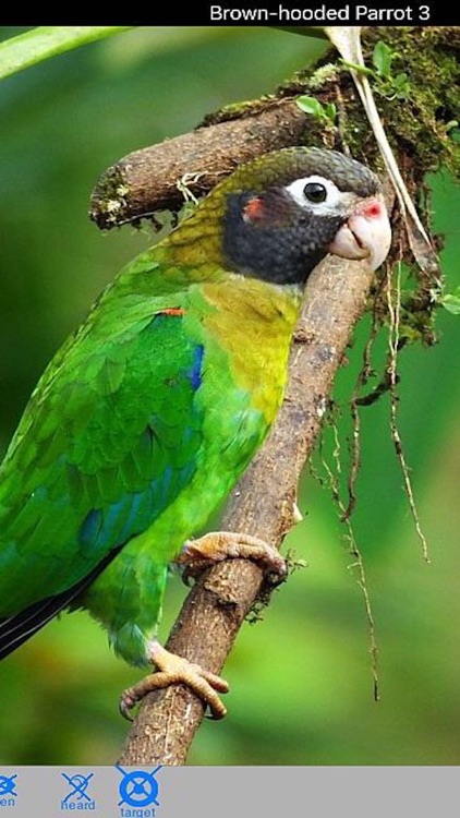 Costa Rica Birds