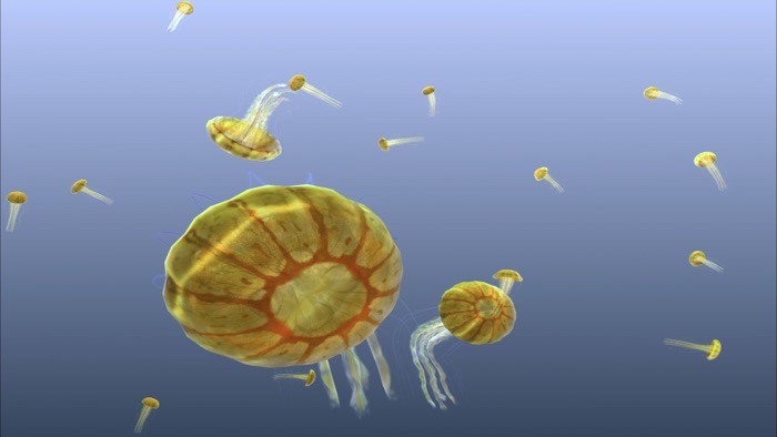 Jellyfish Chrysaora