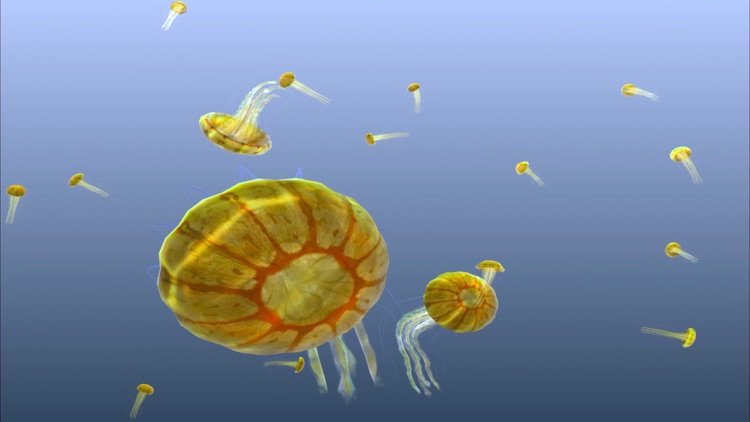 Jellyfish Chrysaora screenshot-6