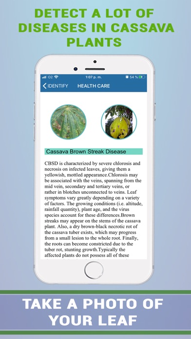 Cassava Plant Disease Identify Screenshot