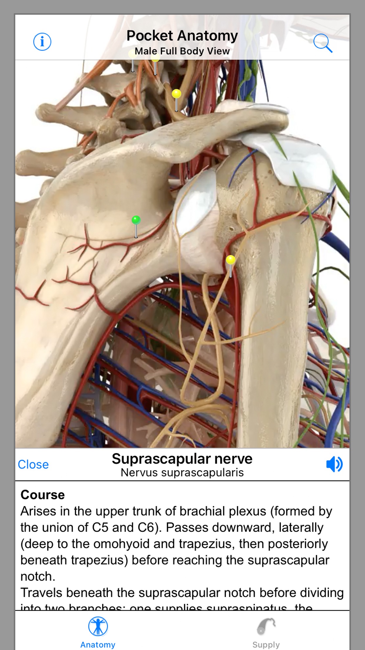 Screenshot do app Pocket Anatomy.