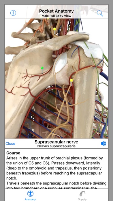 Screenshot #3 pour Pocket Anatomy.