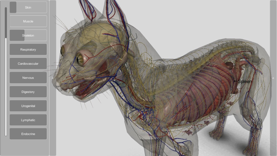 #3. 3D Cat Anatomy (iOS) 由: biosphera.org