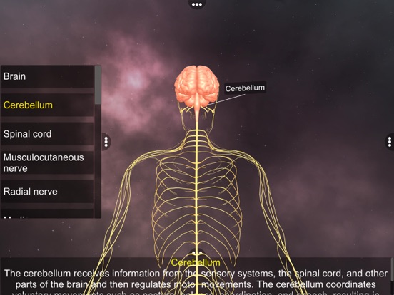 Screenshot #6 pour Human Nervous system