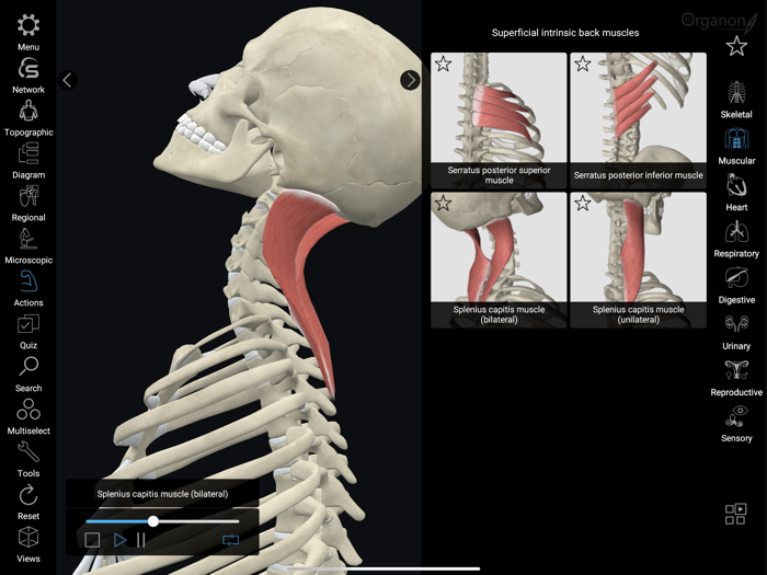 3D Organon Anatomy Enterprise