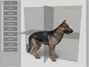 3d canine anatomy ipad images 1