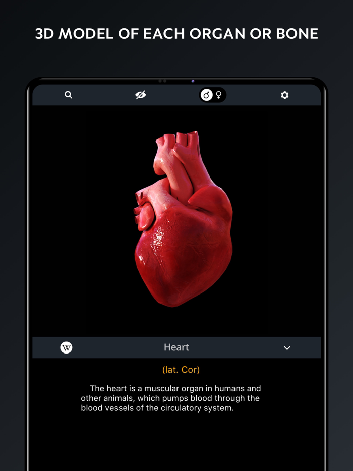 Human Body Atlas 3D Medical