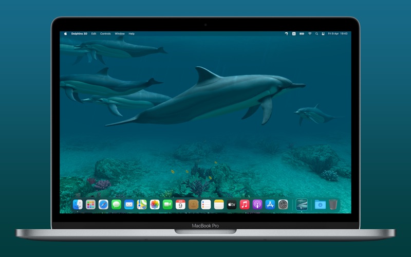 Dolphins 3D
