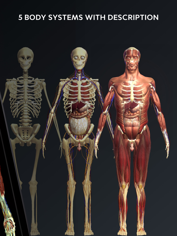 Human Body Atlas 3D Medical