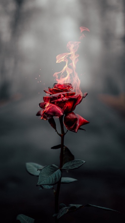 Wallpapers True 4K & Full HD screenshot-3