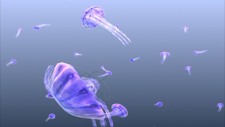 Jellyfish Chrysaora screenshot-8