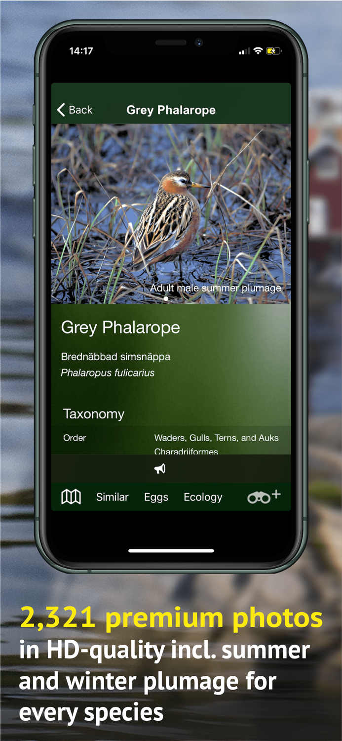 All Birds Sweden - Photo Guide