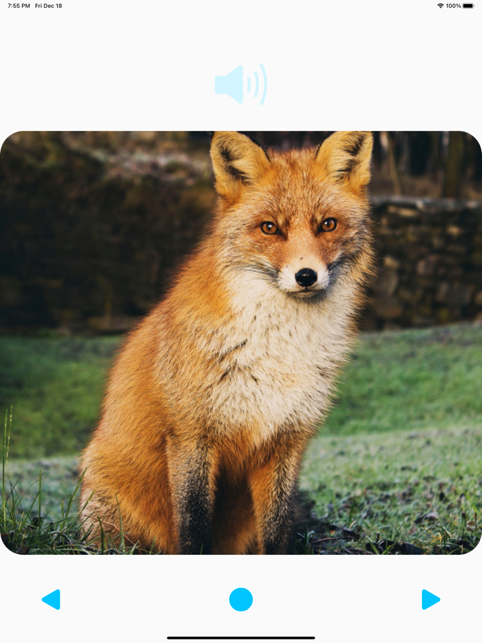 Animal Sounds Player